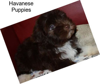 Havanese Puppies