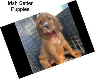 Irish Setter Puppies