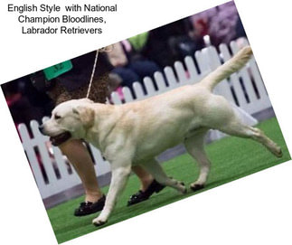 English Style  with National Champion Bloodlines, Labrador Retrievers