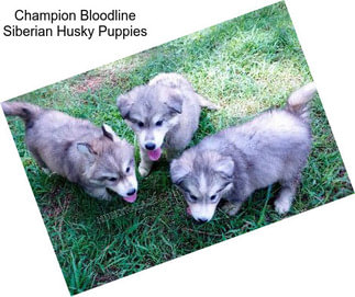 Champion Bloodline Siberian Husky Puppies
