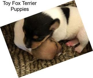 Toy Fox Terrier Puppies