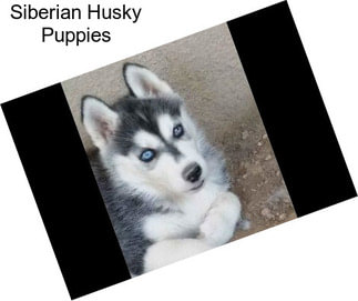 Siberian Husky Puppies