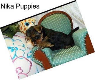 Nika Puppies