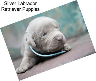 Silver Labrador Retriever Puppies