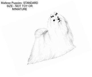 Maltese Puppies- STANDARD SIZE - NOT \