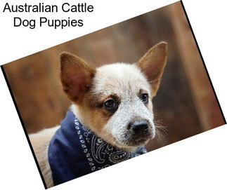 Australian Cattle Dog Puppies