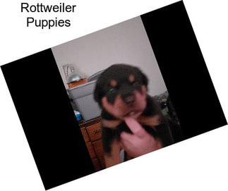 Rottweiler Puppies