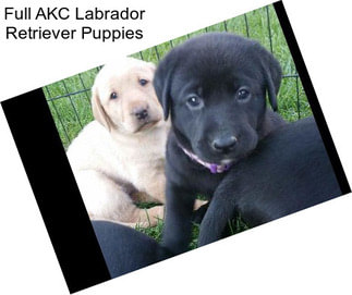 Full AKC Labrador Retriever Puppies