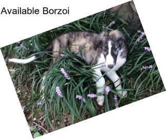 Available Borzoi