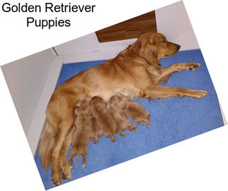 Golden Retriever Puppies