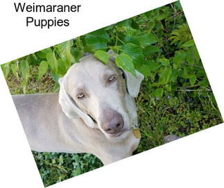 Weimaraner Puppies