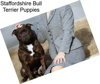 Staffordshire Bull Terrier Puppies