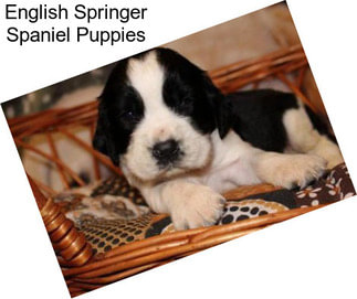 English Springer Spaniel Puppies