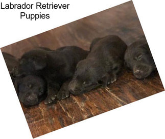 Labrador Retriever Puppies