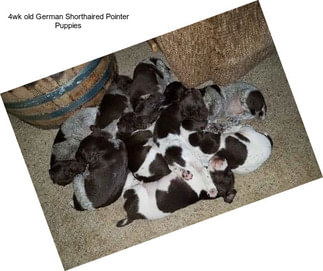 4wk old German Shorthaired Pointer Puppies