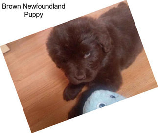 Brown Newfoundland Puppy