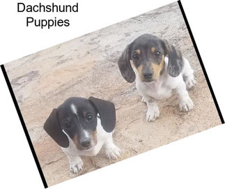 Dachshund Puppies