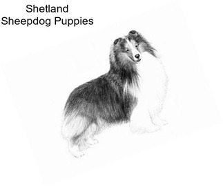 Shetland Sheepdog Puppies