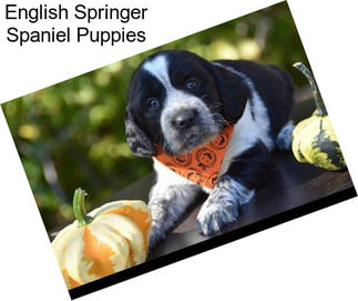 English Springer Spaniel Puppies