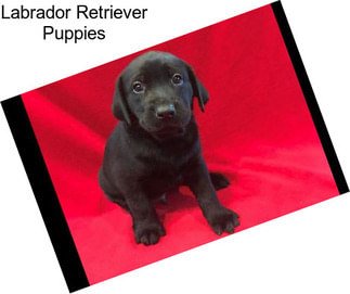 Labrador Retriever Puppies