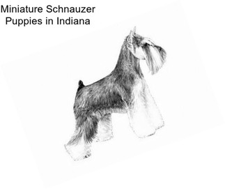 Miniature Schnauzer Puppies in Indiana