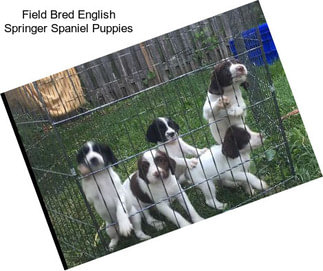 Field Bred English Springer Spaniel Puppies