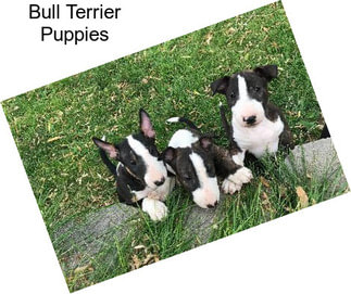 Bull Terrier Puppies