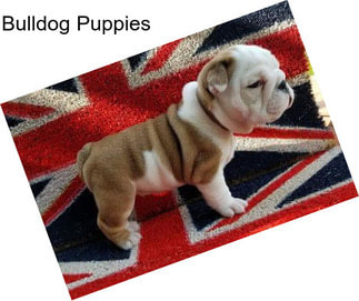 Bulldog Puppies