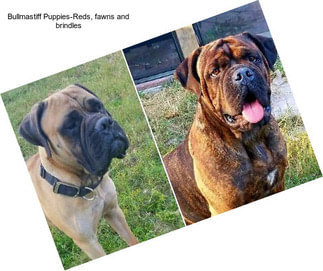 Bullmastiff Puppies-Reds, fawns and brindles