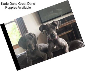 Kade Dane Great Dane Puppies Available