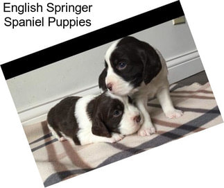 English Springer Spaniel Puppies