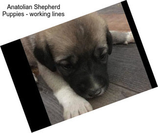 Anatolian Shepherd Puppies - working lines