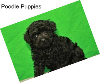 Poodle Puppies