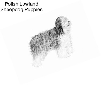 Polish Lowland Sheepdog Puppies