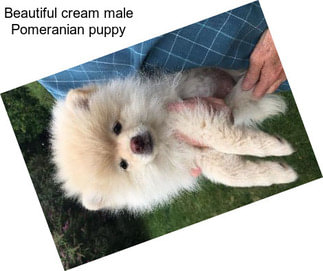 Beautiful cream male Pomeranian puppy