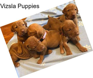 Vizsla Puppies