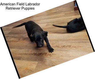 American Field Labrador Retriever Puppies
