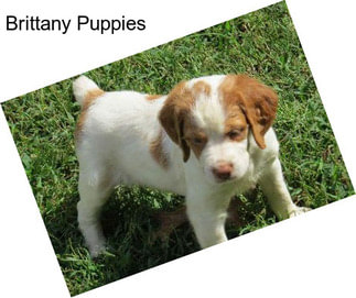 Brittany Puppies