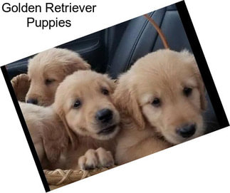 Golden Retriever Puppies