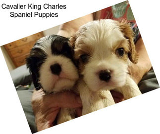 Cavalier King Charles Spaniel Puppies