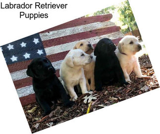 Labrador Retriever Puppies