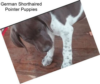 German Shorthaired Pointer Puppies