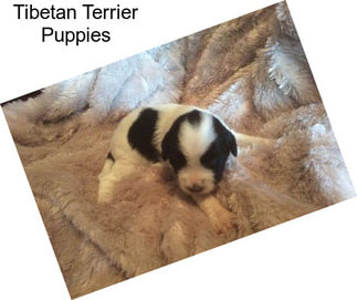 Tibetan Terrier Puppies