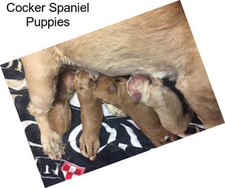 Cocker Spaniel Puppies