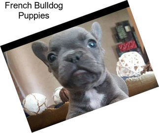 French Bulldog Puppies