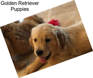 Golden Retriever Puppies