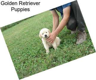 Golden Retriever Puppies