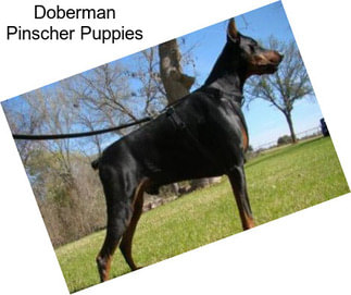 Doberman Pinscher Puppies