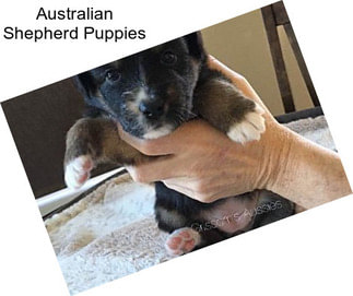 Australian Shepherd Puppies