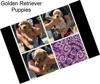 Golden Retriever Puppies